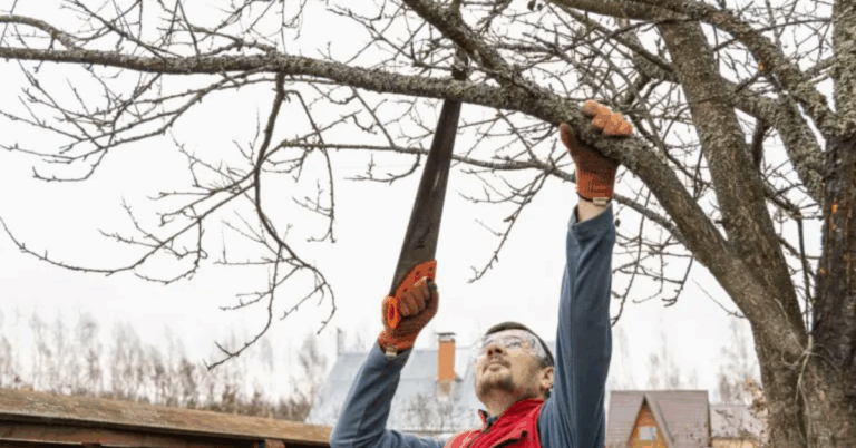 Land Clearing Services: A Complete Guide to Preparing Your Land